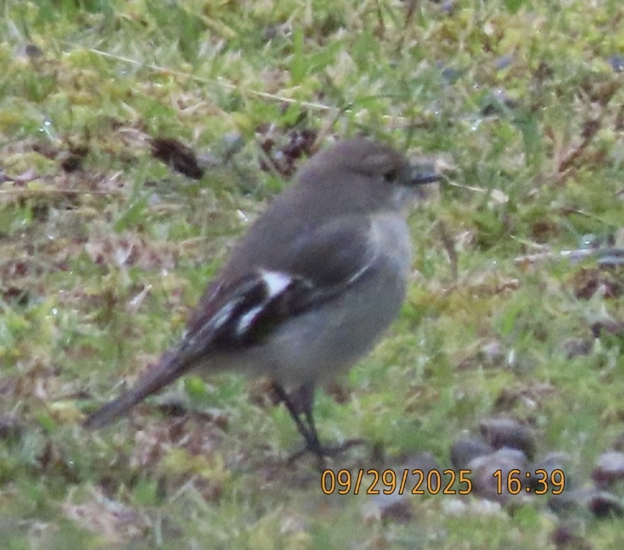 Flame Robin - ML643083373