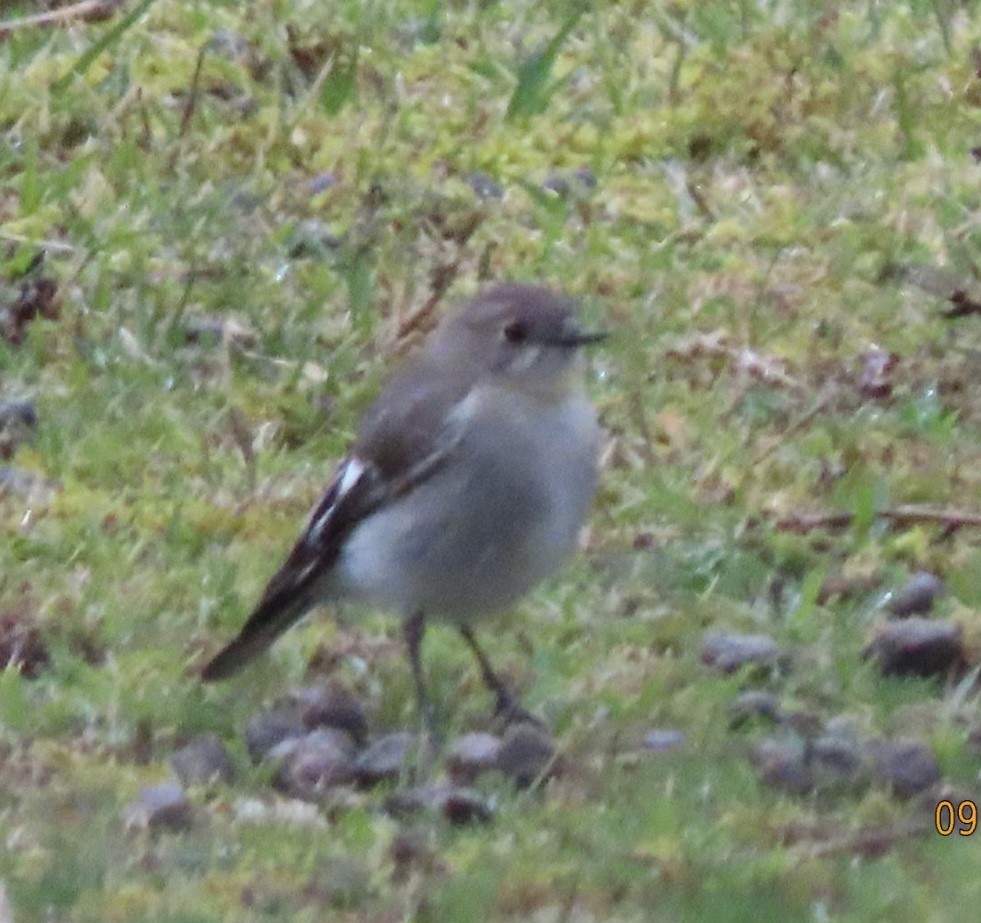 Flame Robin - ML643083374