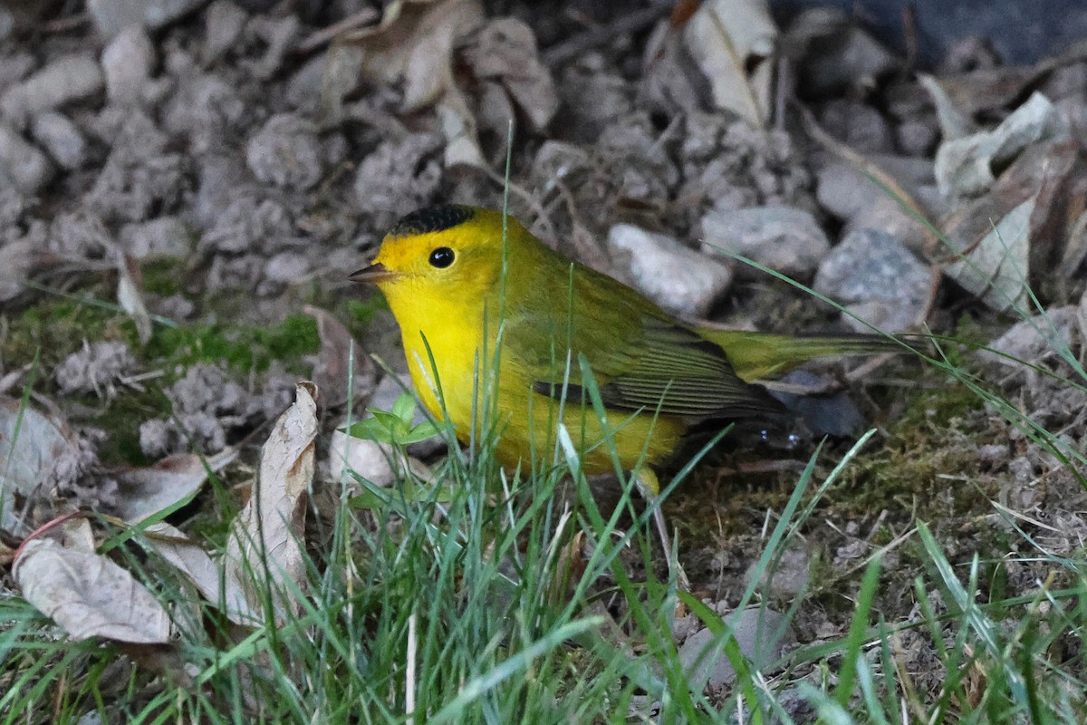 Wilson's Warbler - ML643083394