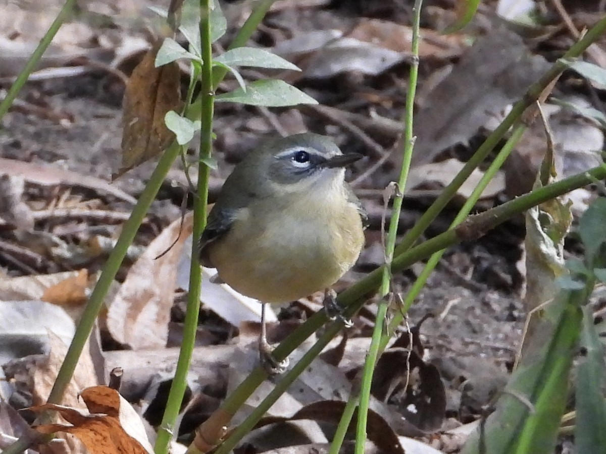 Black-throated Blue Warbler - ML643083396