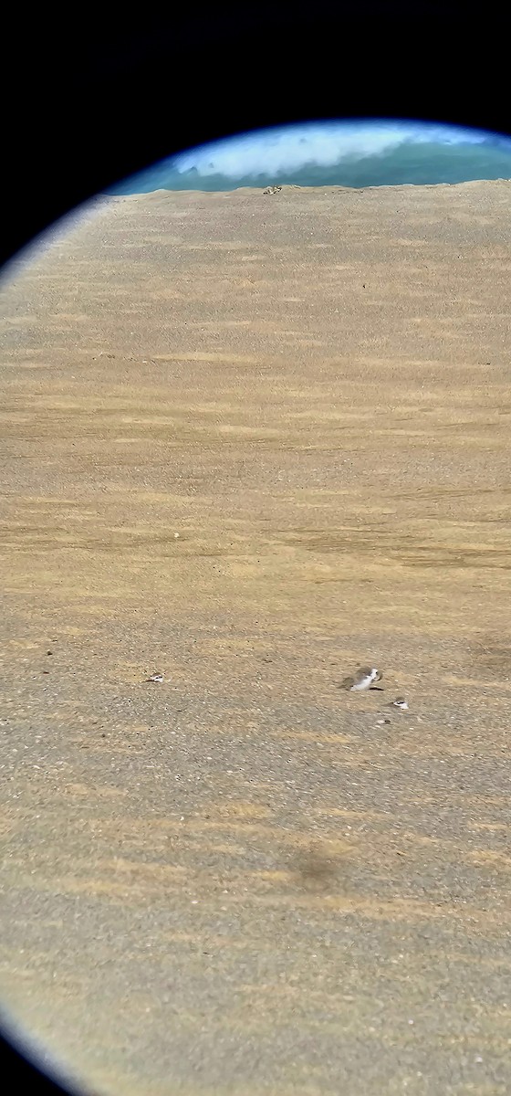 Kentish Plover - ML643083407
