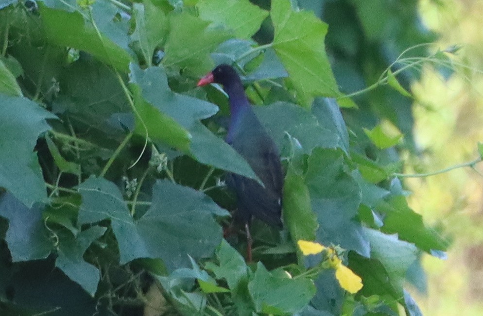 Allen's Gallinule - ML643083410