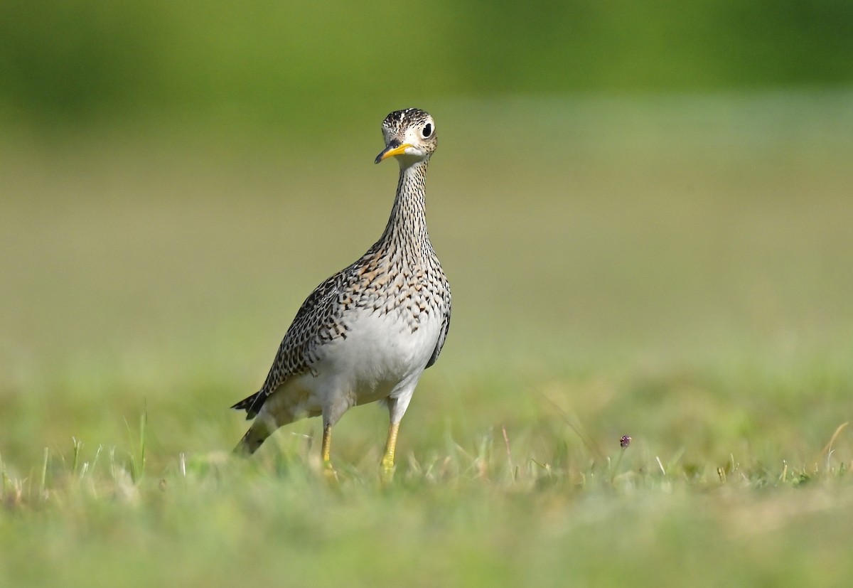 Upland Sandpiper - ML643083421