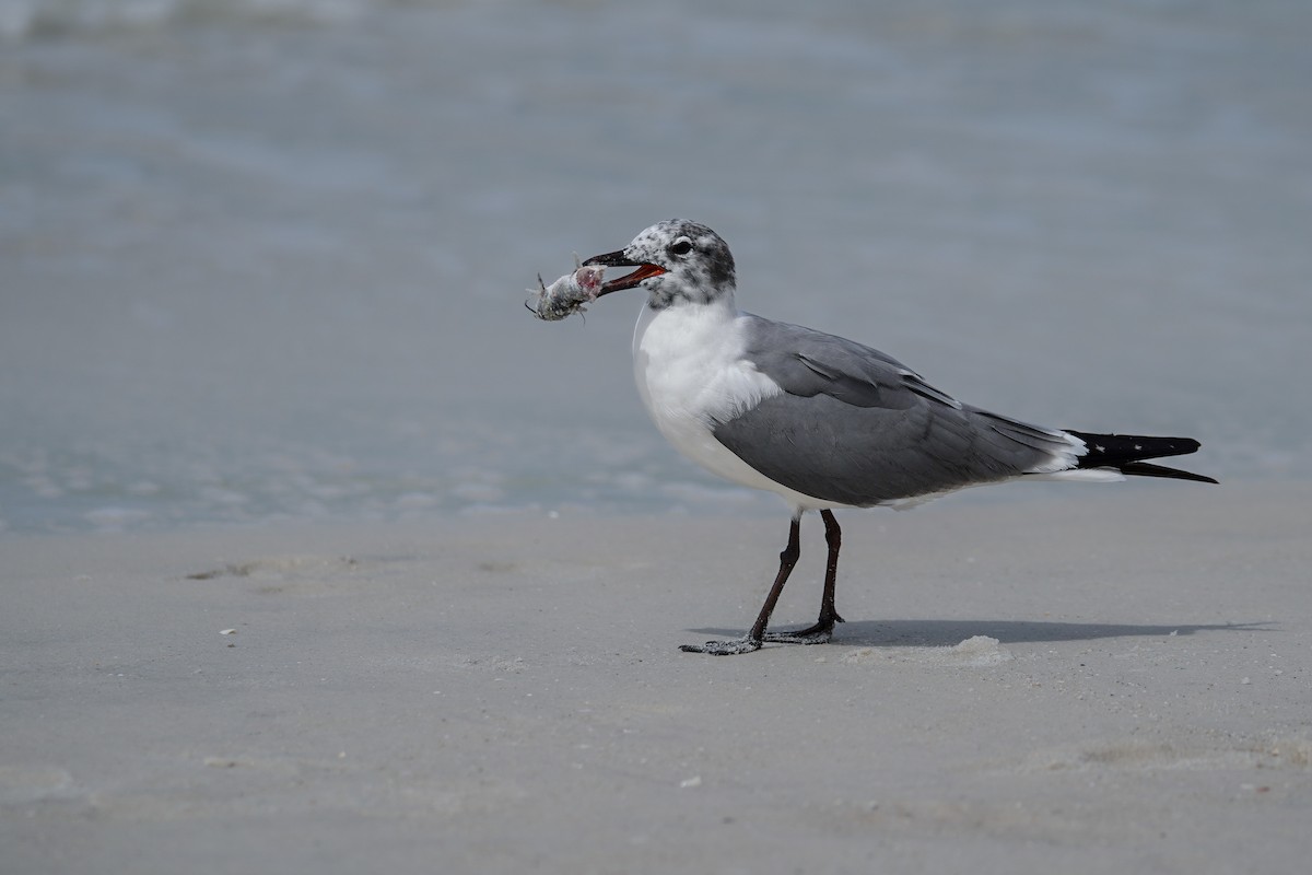 Antxeta mokogorri amerikarra - ML643083424