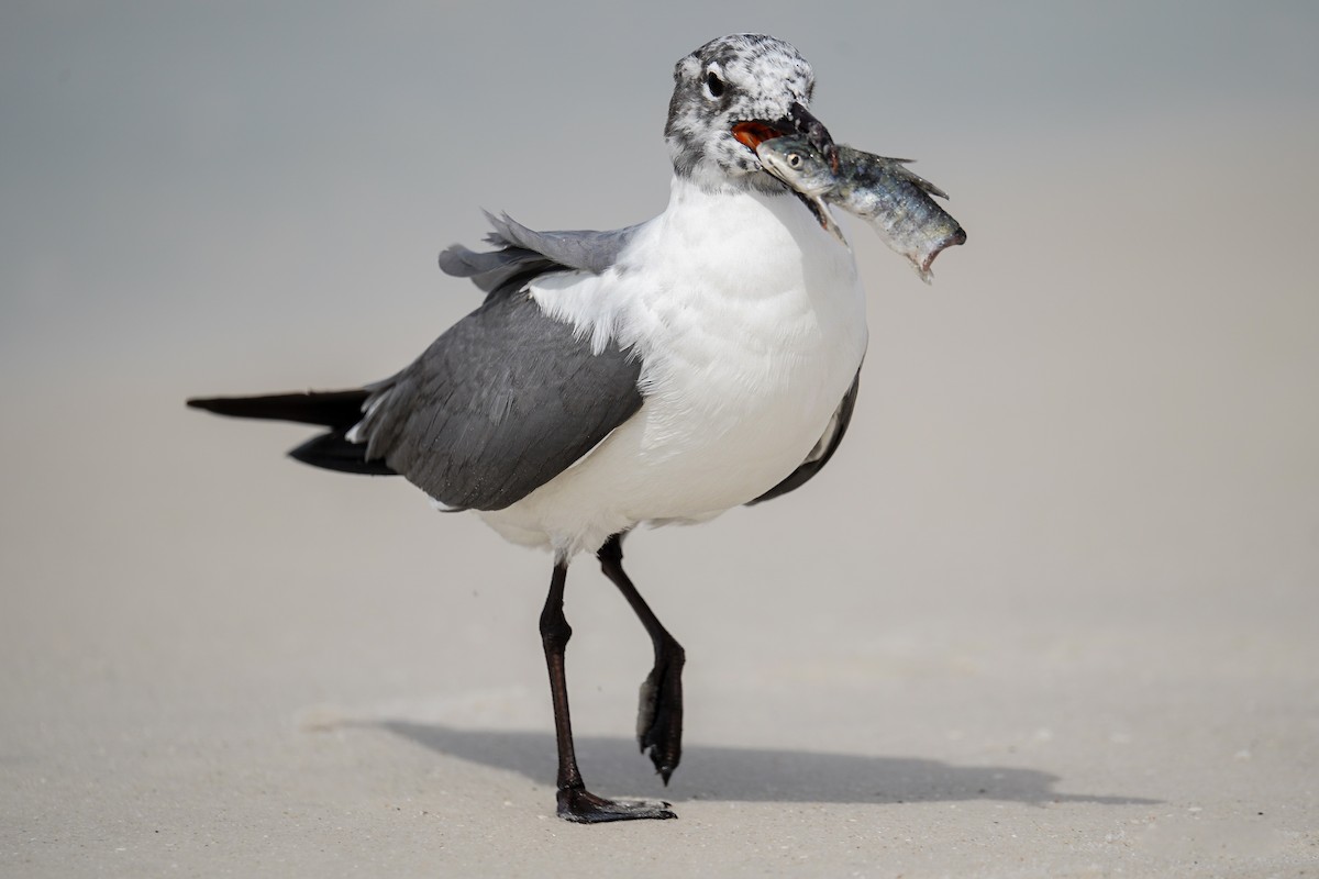 Antxeta mokogorri amerikarra - ML643083425