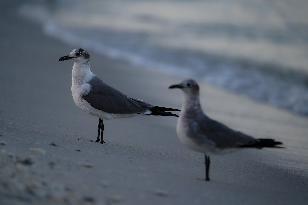 Antxeta mokogorri amerikarra - ML643083428