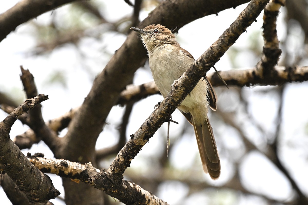 Northern Brownbul - ML643083446