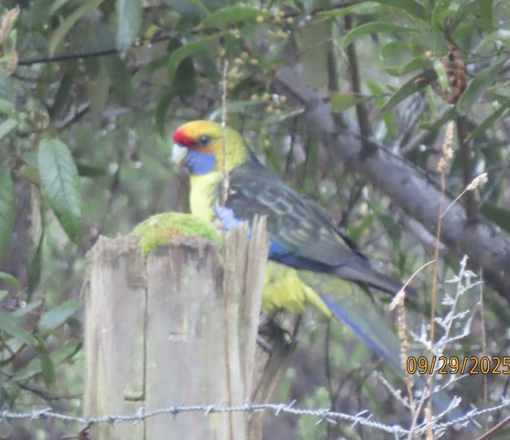 Green Rosella - ML643083474