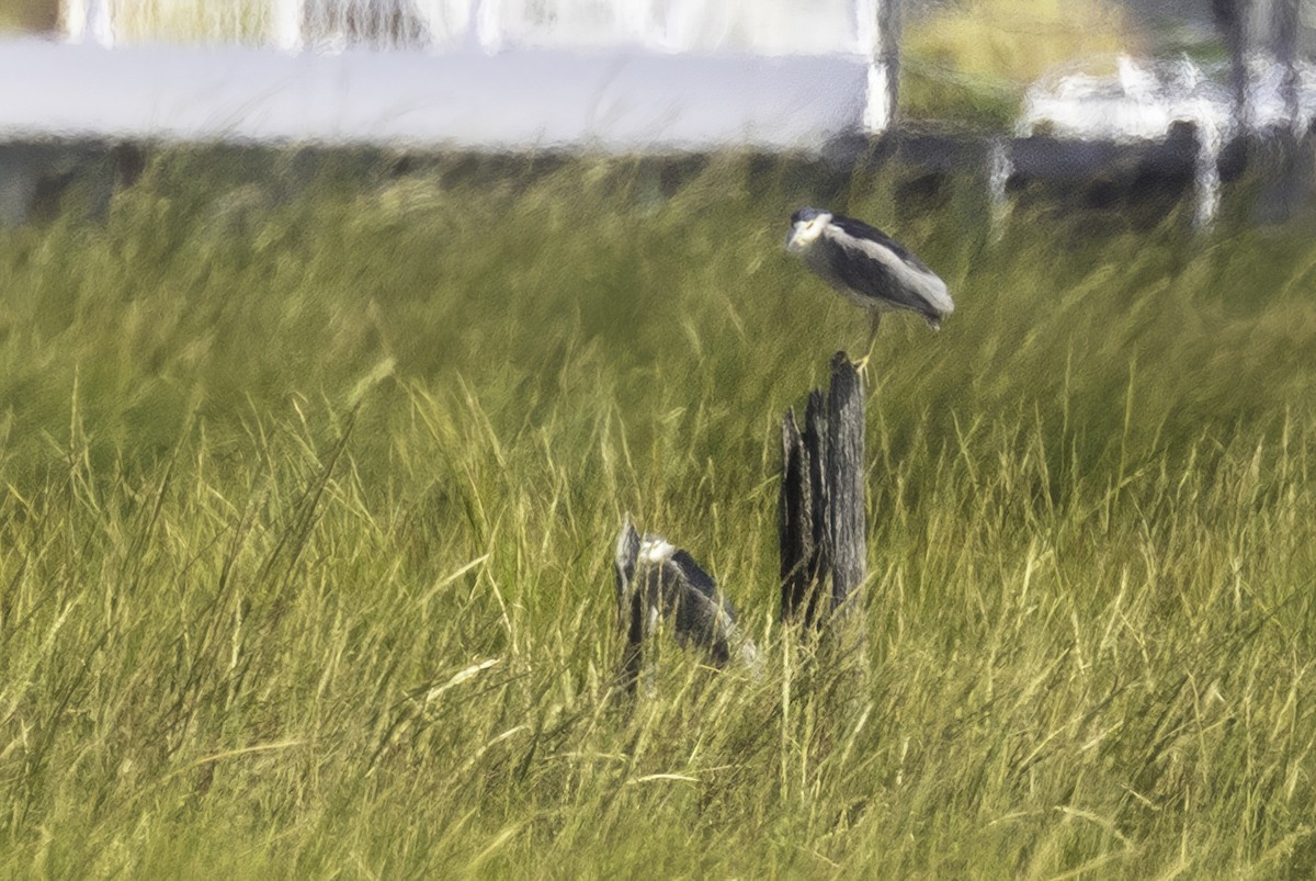 Black-crowned Night Heron - Sandy & Bob Sipe