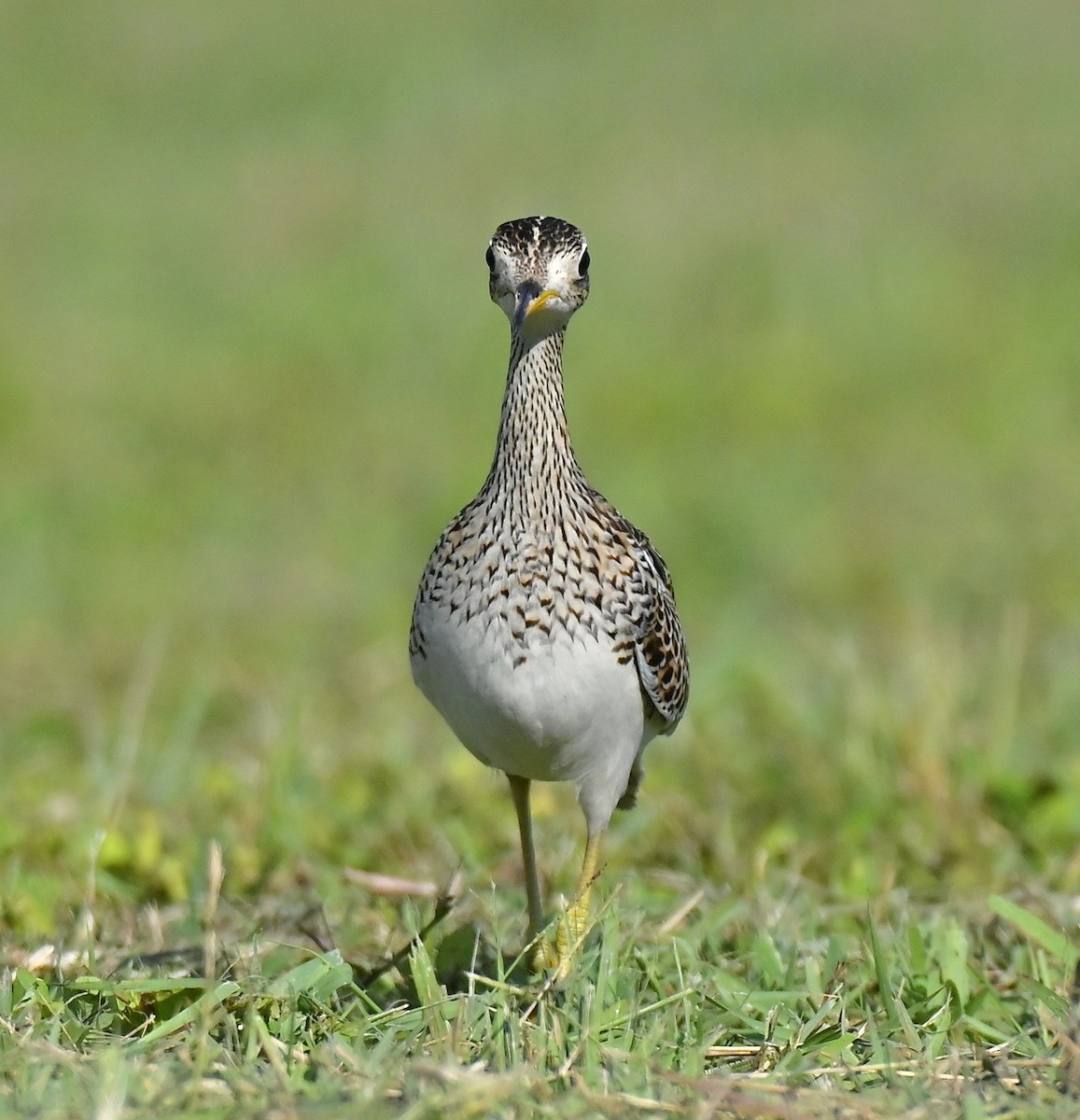 Upland Sandpiper - ML643083525