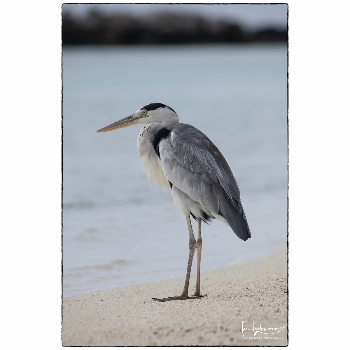 Gray Heron - ML643083536