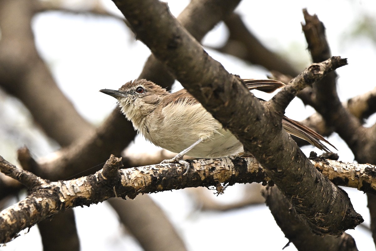 Northern Brownbul - ML643083570