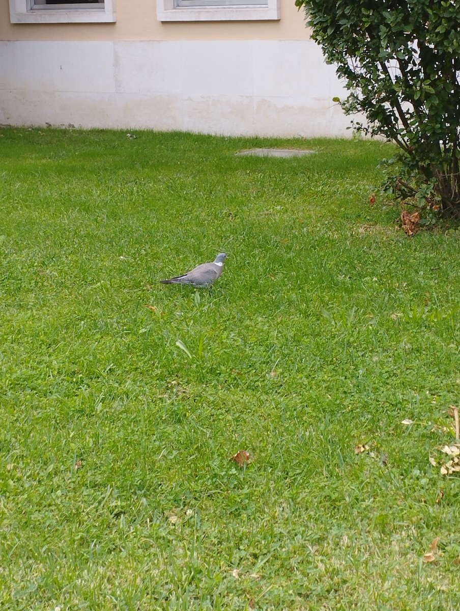 Common Wood-Pigeon - ML643083580