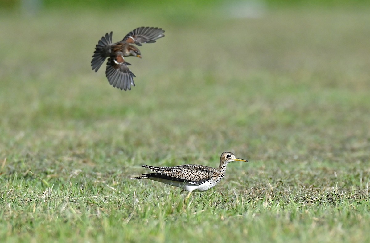 Upland Sandpiper - ML643083590