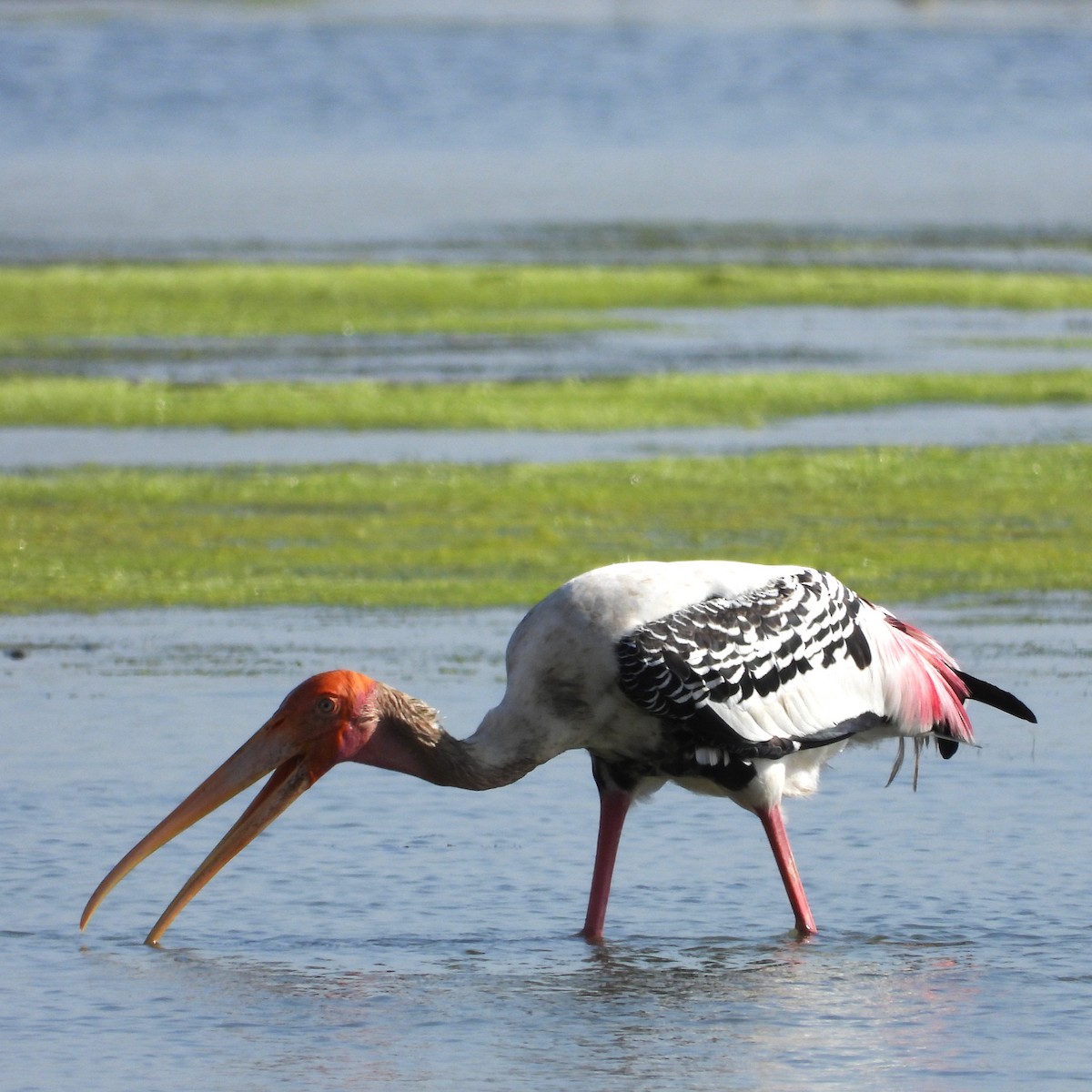 Painted Stork - ML643083593