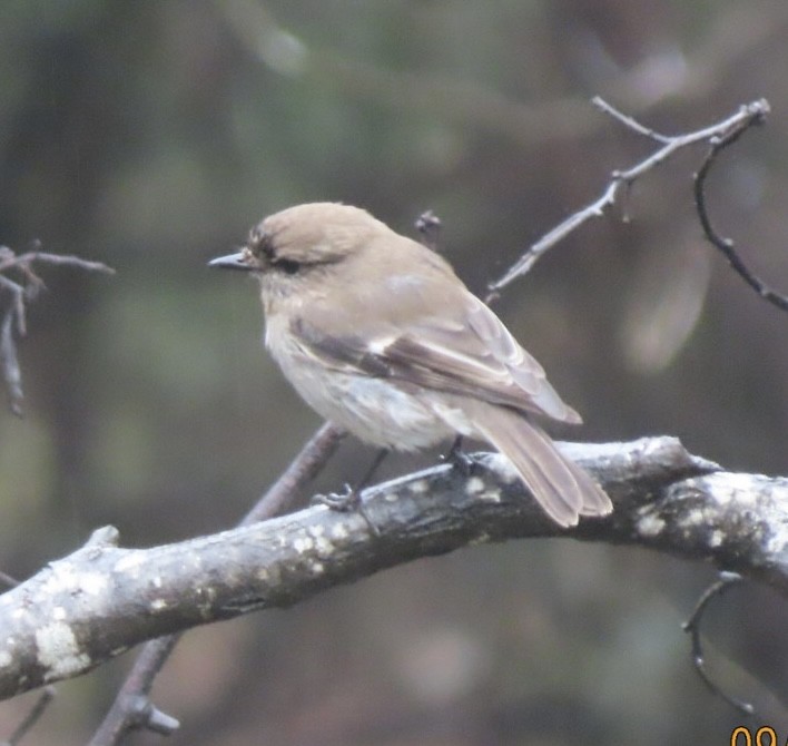 Dusky Robin - ML643083612