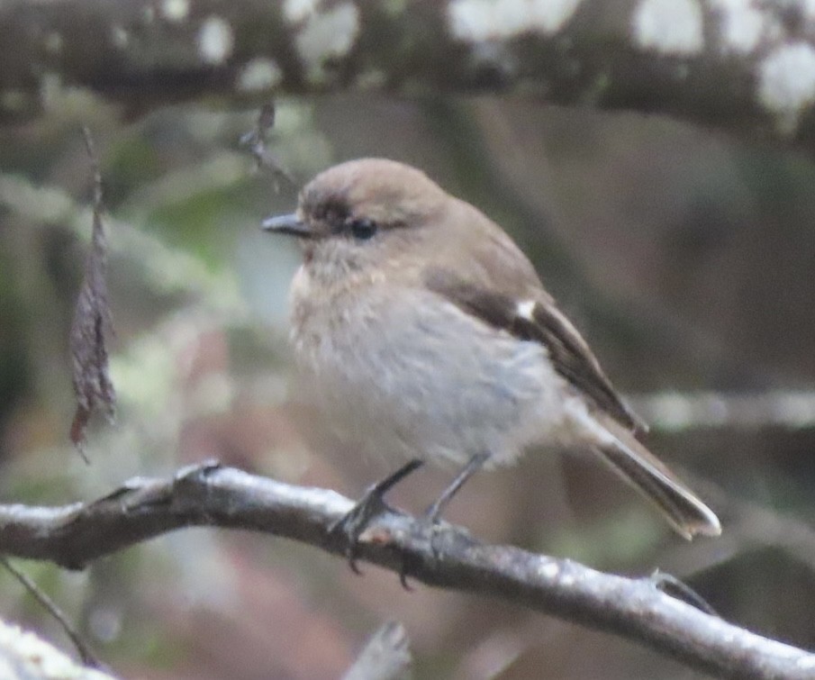 Dusky Robin - ML643083613