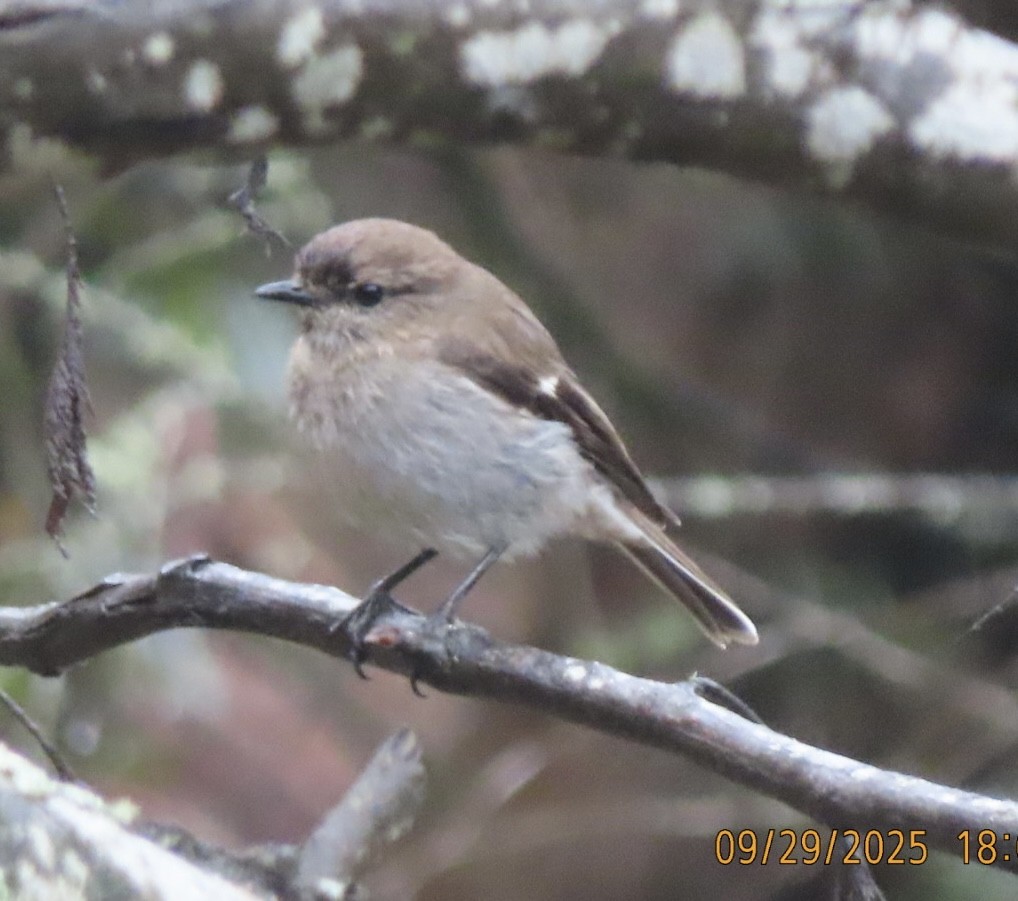 Dusky Robin - ML643083614