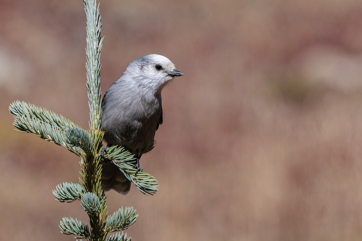 Canada Jay - ML643083619