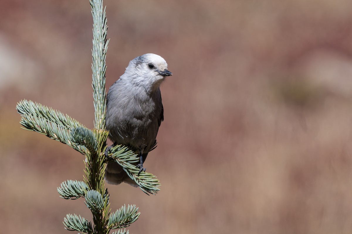Canada Jay - ML643083620