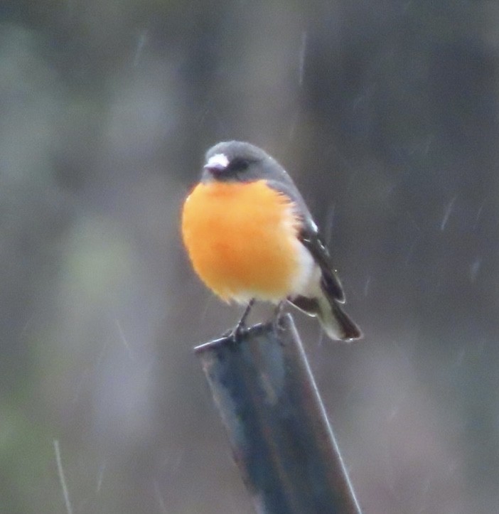 Flame Robin - ML643083643