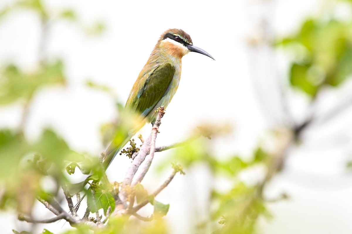 Madagaskar Arıkuşu - ML643083647