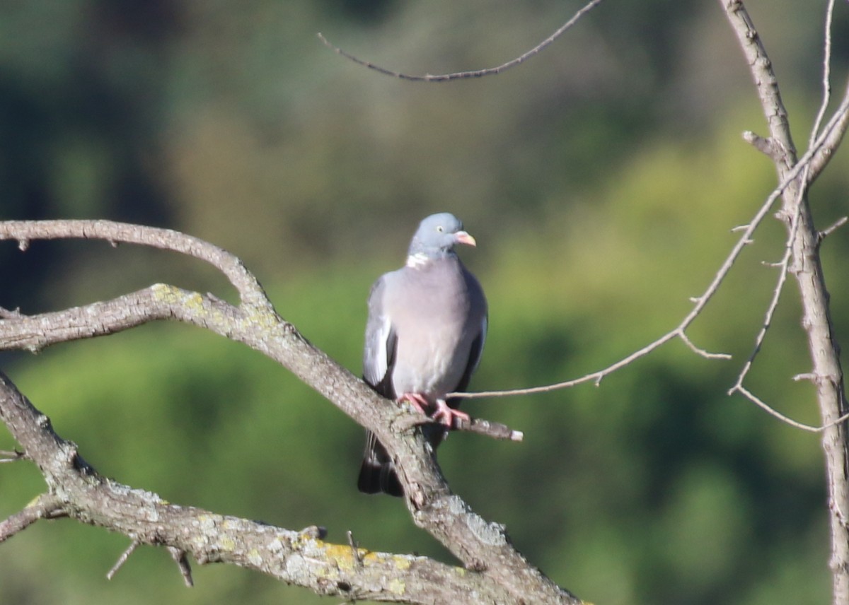 Common Wood-Pigeon (White-necked) - ML643083648