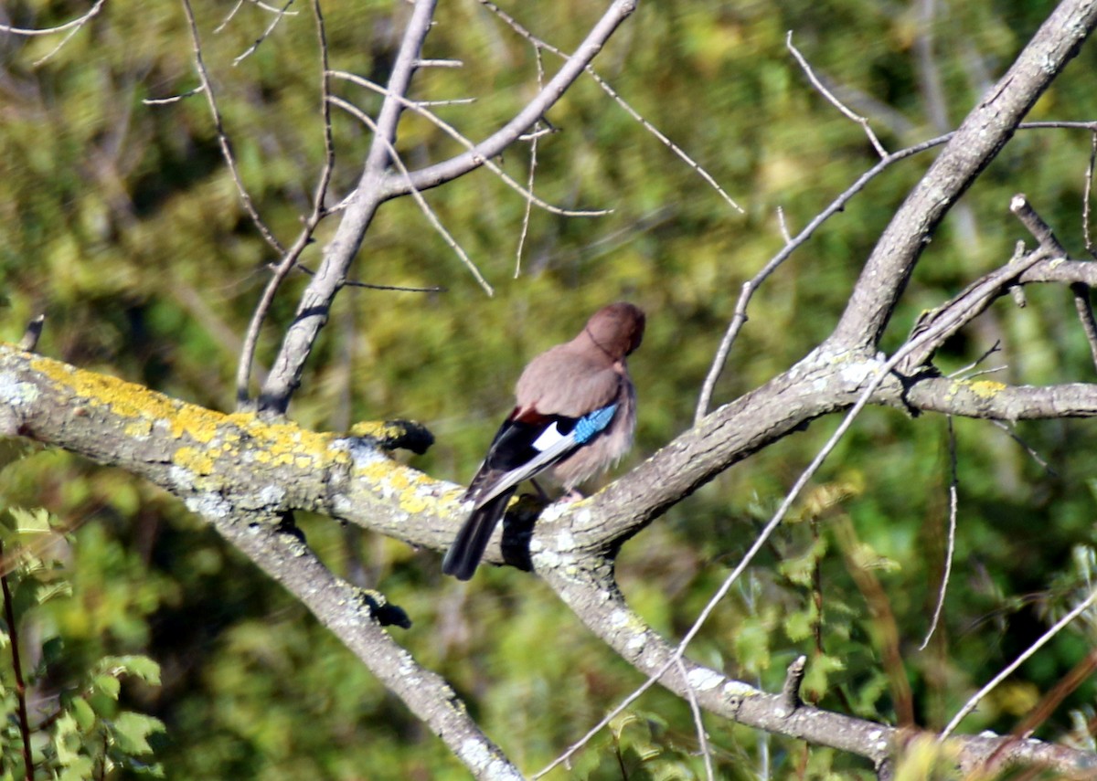 Eurasian Jay (Eurasian) - ML643083660