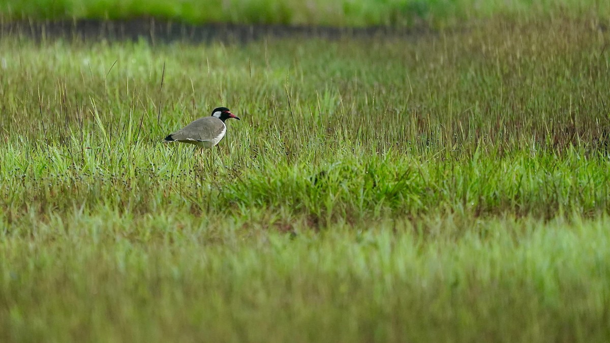 Red-wattled Lapwing - Indira Thirkannad