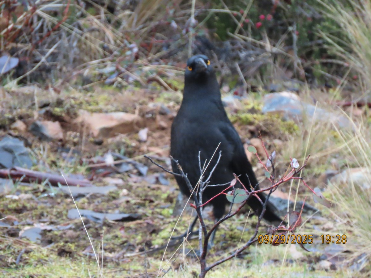 Black Currawong - ML643083674