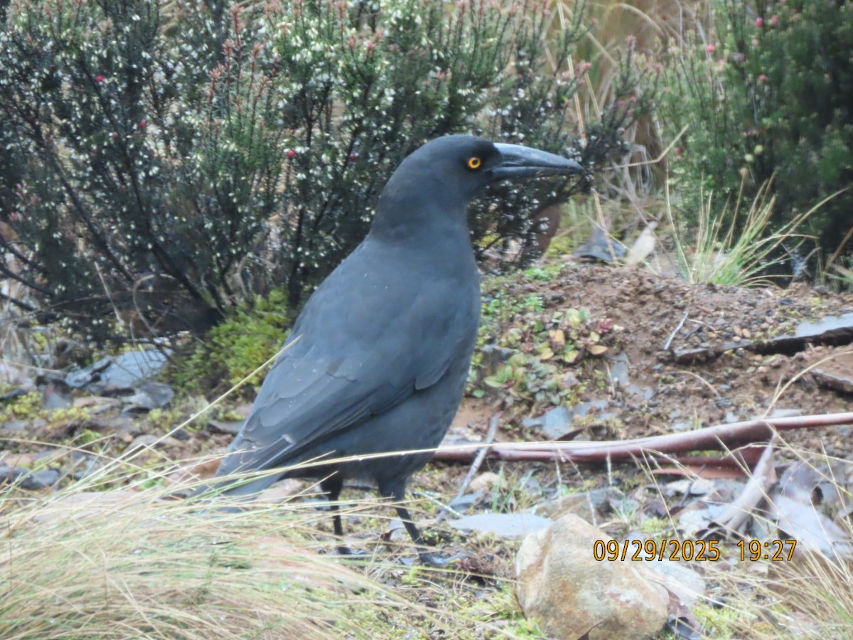 Black Currawong - ML643083675