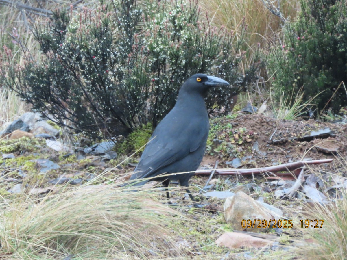Black Currawong - ML643083676