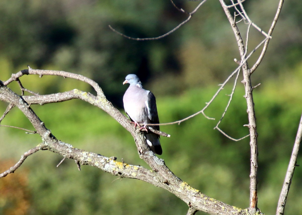 Common Wood-Pigeon (White-necked) - ML643083679