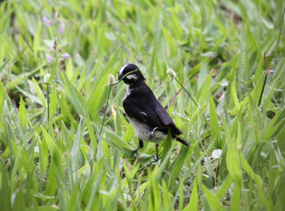 Lined Seedeater - ML643083697