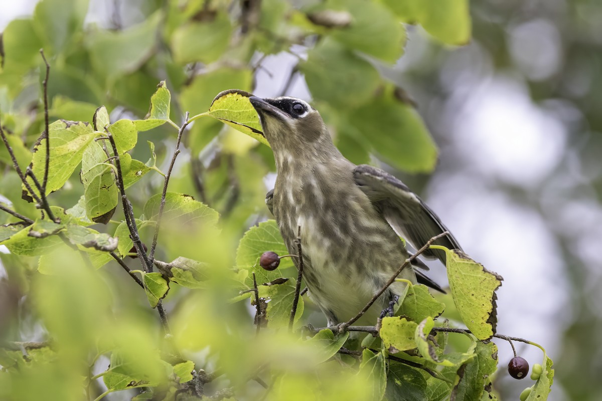 Cedar Waxwing - Sandy & Bob Sipe