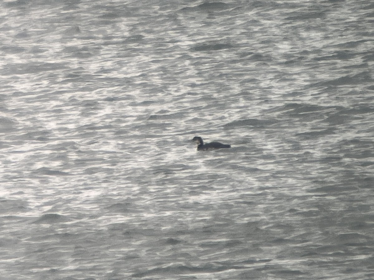 Common Loon - ML643083727