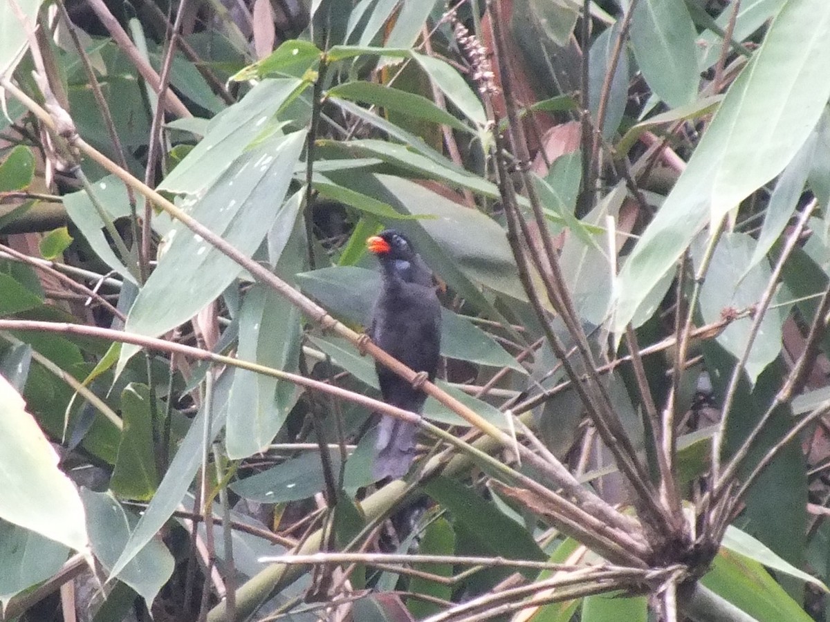 Black Laughingthrush - ML643083741