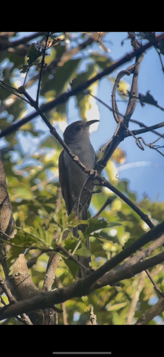 Black-billed Cuckoo - ML643083744