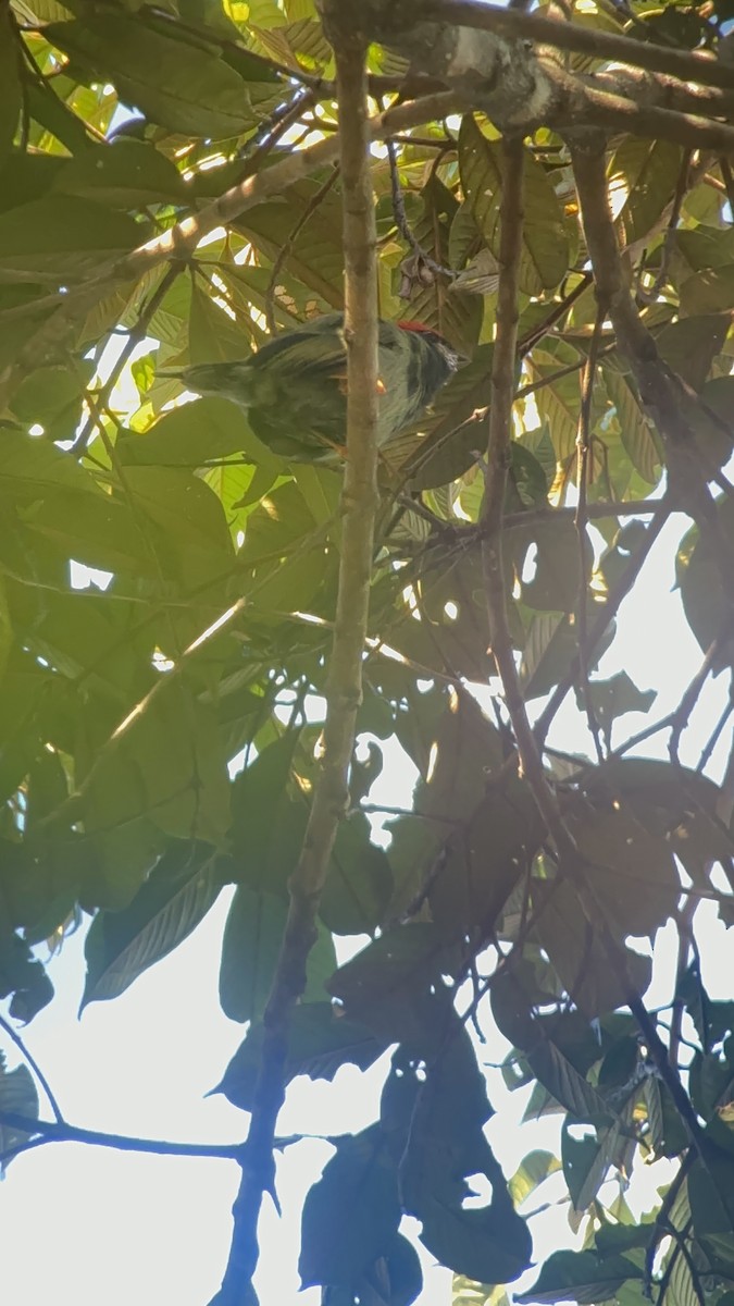 Lance-tailed Manakin - ML643083763