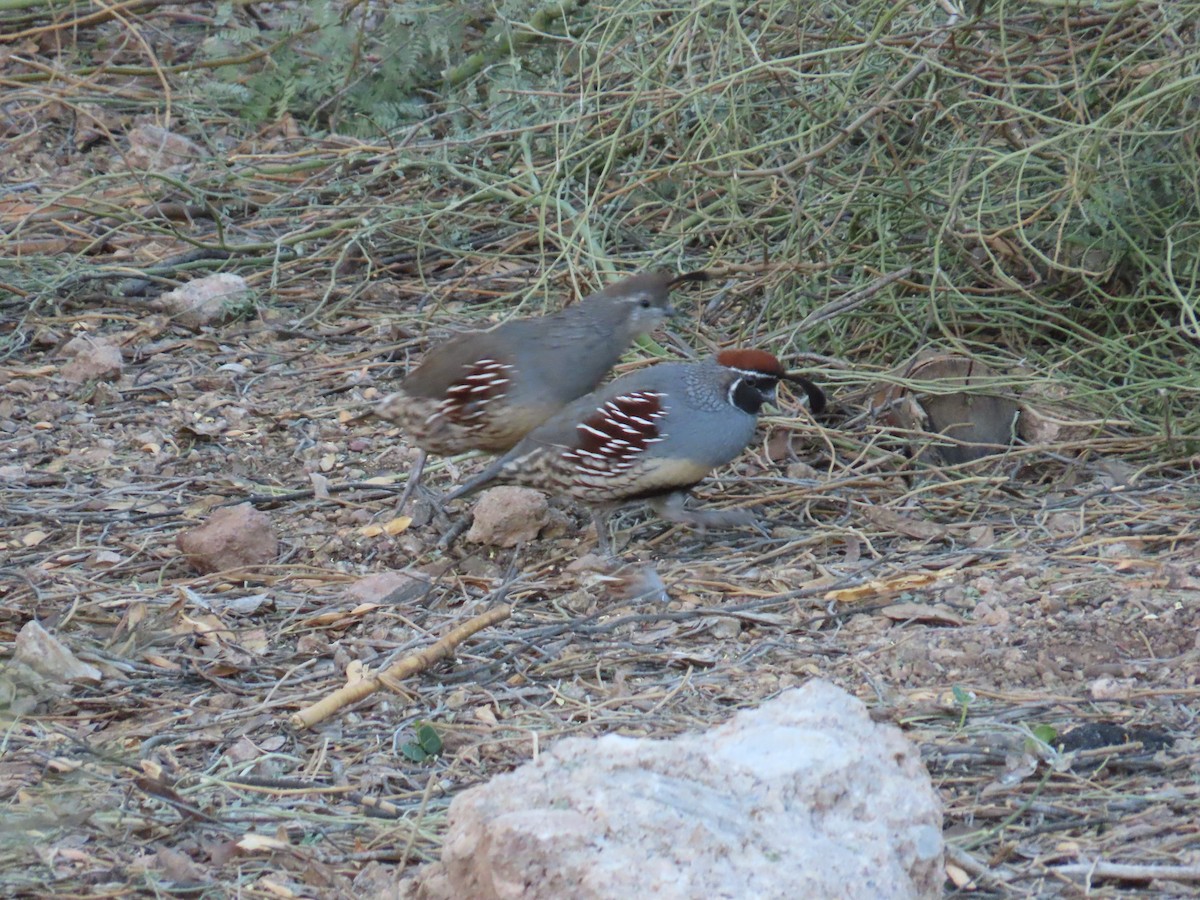 Gambel's Quail - ML643083766