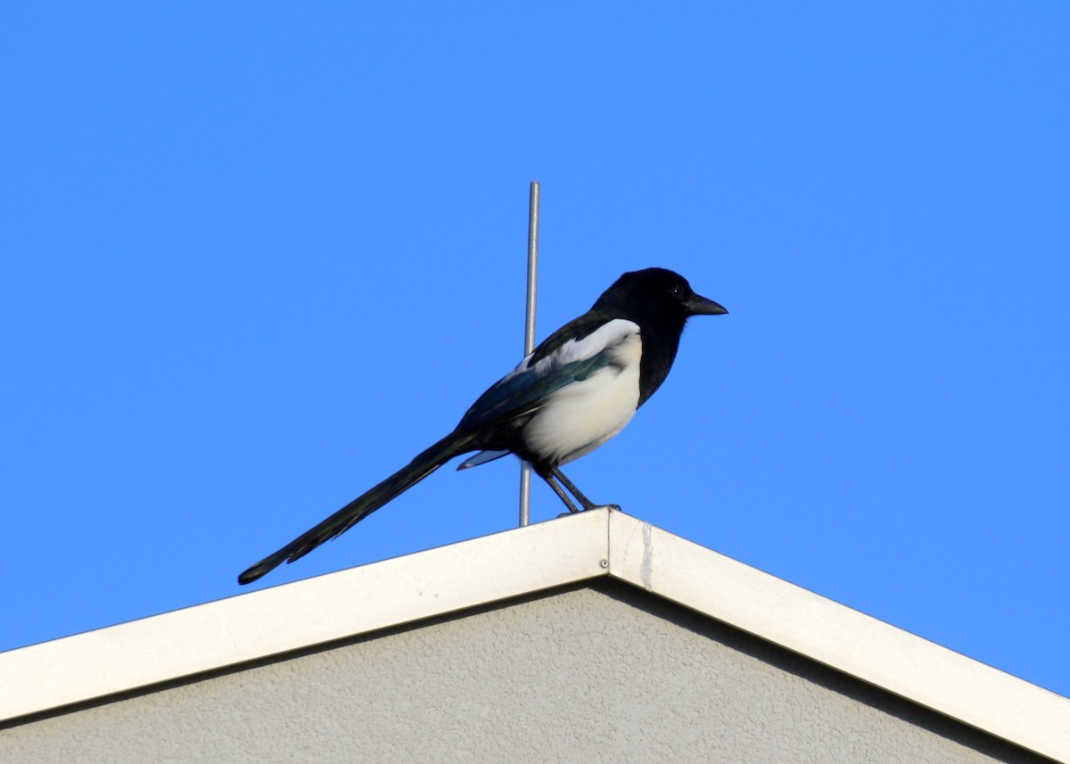 Eurasian Magpie - ML643083782