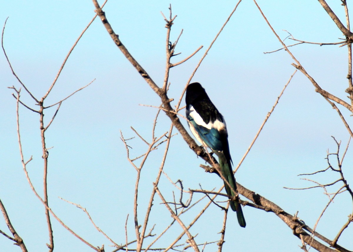 Eurasian Magpie - ML643083785