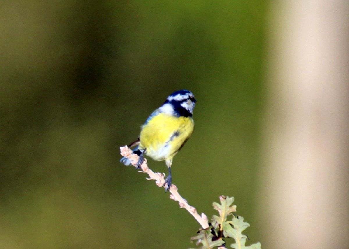 Eurasian Blue Tit - ML643083788