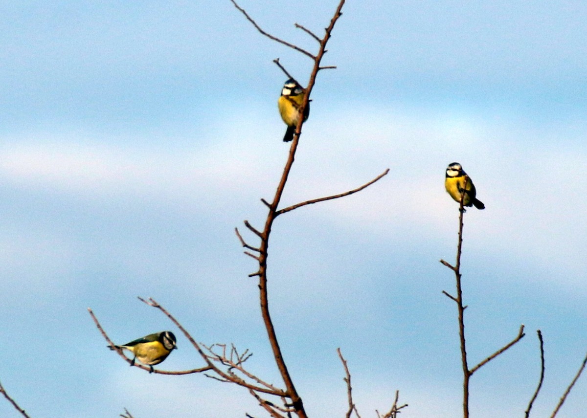 Eurasian Blue Tit - ML643083793
