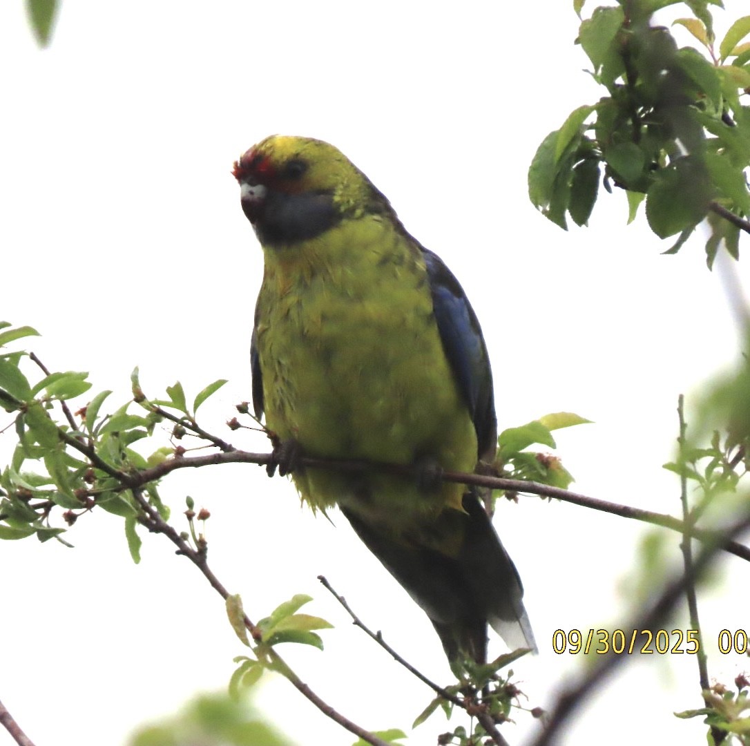 Green Rosella - ML643083794
