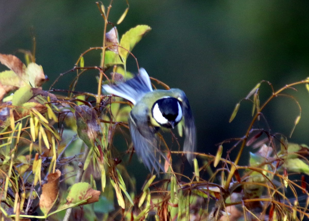 Great Tit (Great) - ML643083796