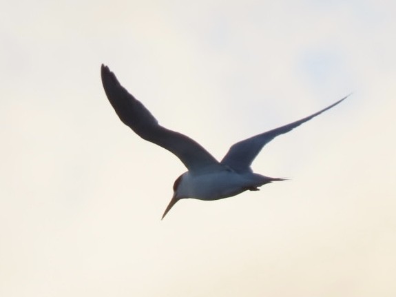 Great Crested Tern - ML643083823