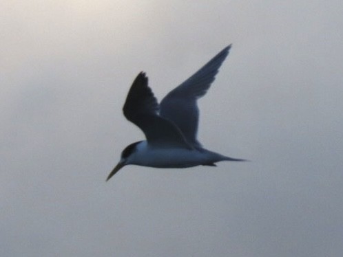 Great Crested Tern - ML643083824