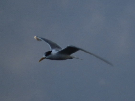 Great Crested Tern - ML643083825