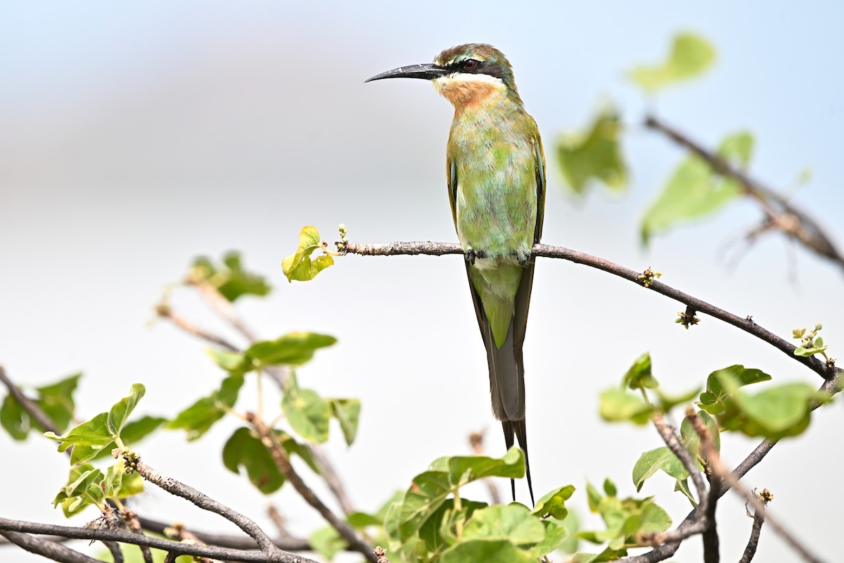 Madagaskar Arıkuşu - ML643083829